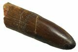 Fossil Sauropod Dinosaur (Titanosaur) Tooth - Morocco #298679-1